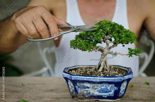 Obraz Man pruning a bonsai whith scissors