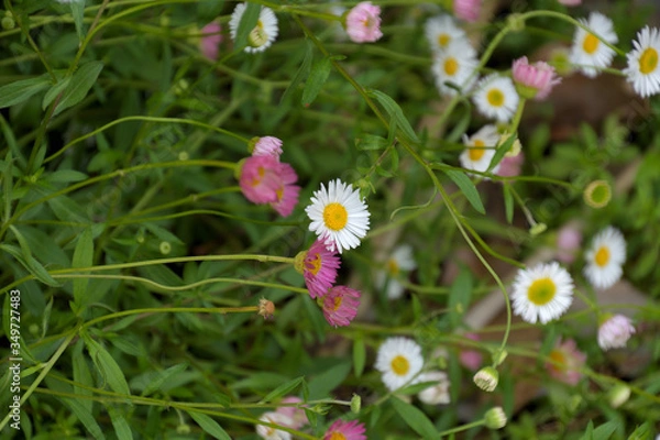 Fototapeta 小さな花をたくさん咲かせているエリゲロン