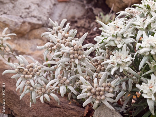 Obraz Edelweiss