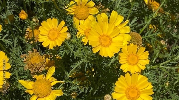 Obraz yellow flowers in the garden