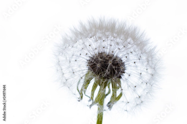Obraz dandelion