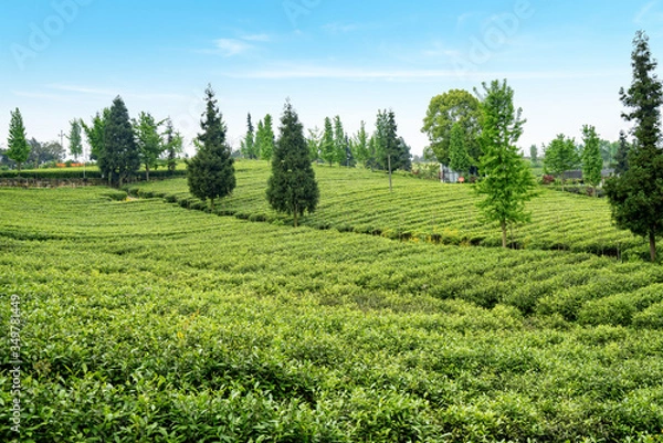 Fototapeta Tea plantation on the top of the mountain
