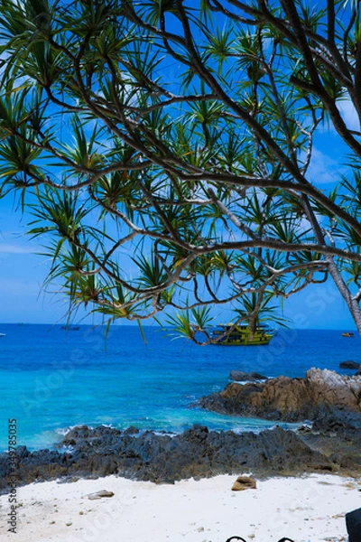 Obraz tree on the beach