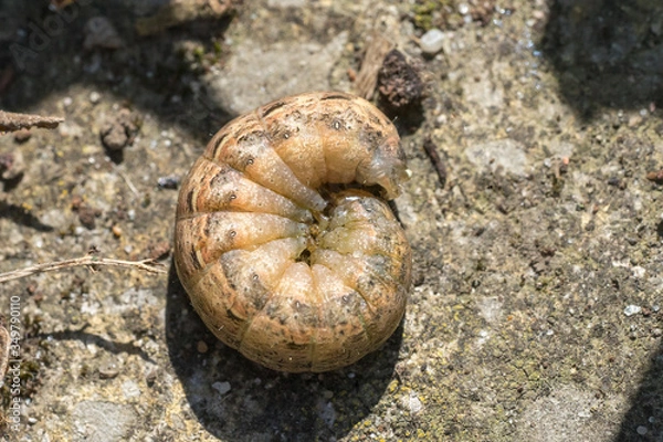 Obraz Closeup of a cutworm caterpillar (prob. large yellow underwing, Noctua pronuba)