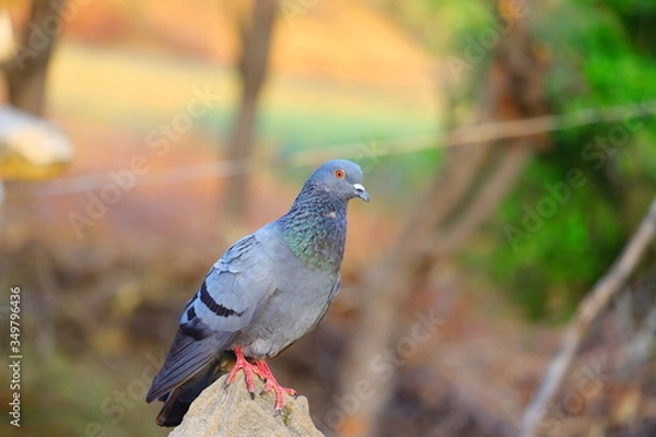 Fototapeta bird (pigeon) sitting on the rock