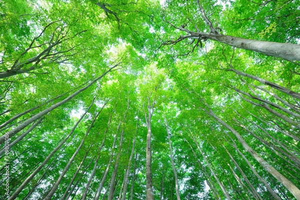 Fototapeta 十日町の美人林　新緑のぶな林