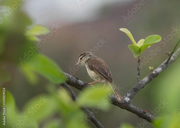 Obraz Priniya Sitting on a single branch of a tree with beautiful Background.