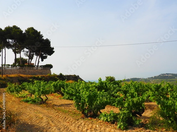 Obraz OLYMPUS DIGITAL CAMERA