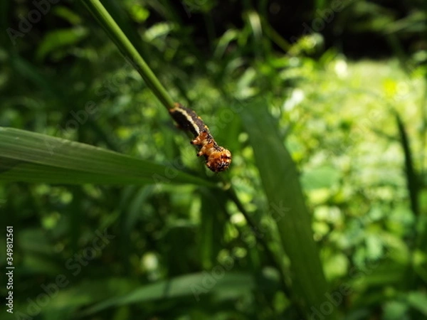 Fototapeta イモムシ larva