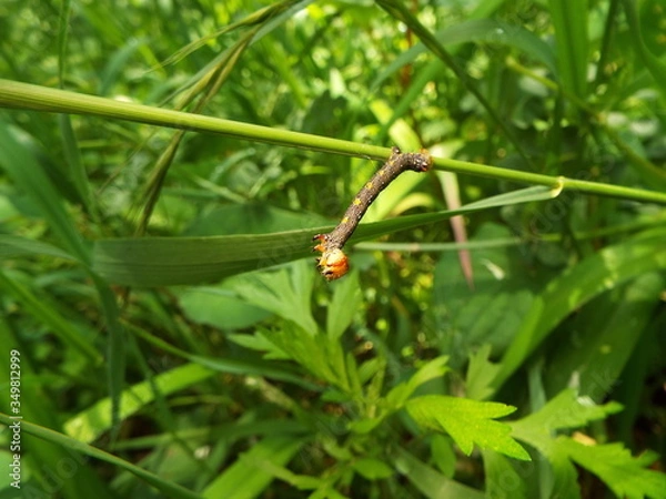 Fototapeta イモムシ larva