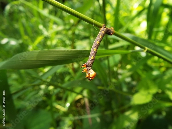 Fototapeta イモムシ larva