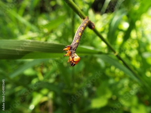 Fototapeta イモムシ larva