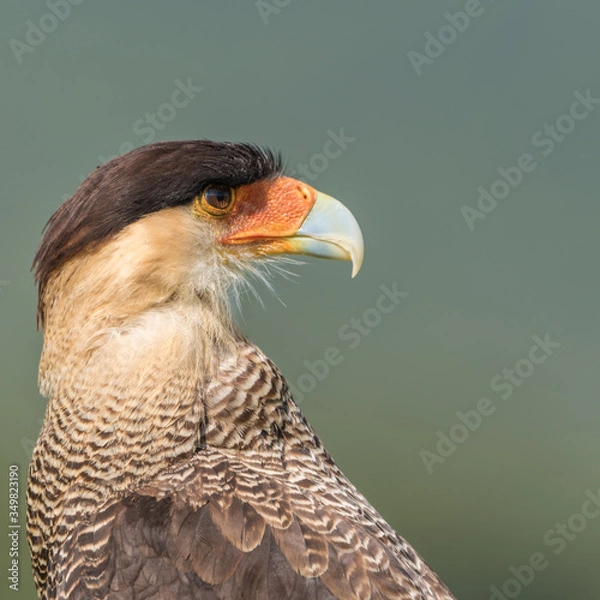 Obraz Caracara o carrancho norteño (Caracara cheriway)