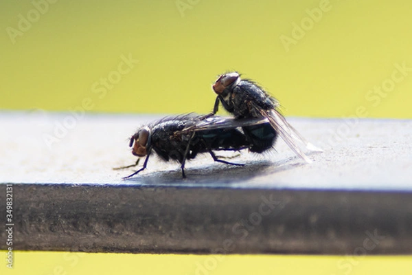 Obraz Flies mating