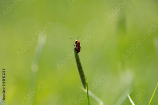 Obraz Beetle at the top