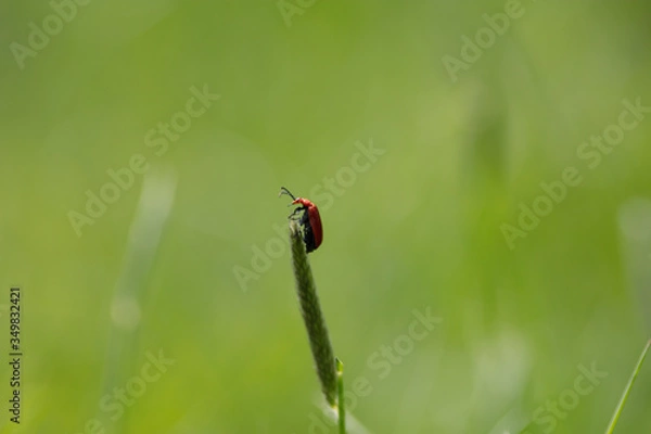 Obraz Beetle at the top