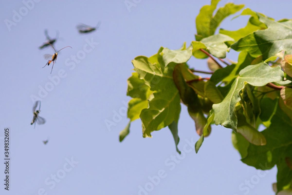Obraz flying insects