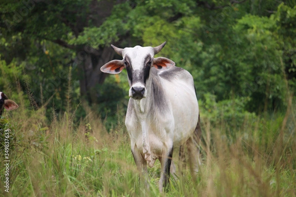 Obraz Cow in Brazil
