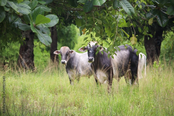 Obraz Cows in Brazil