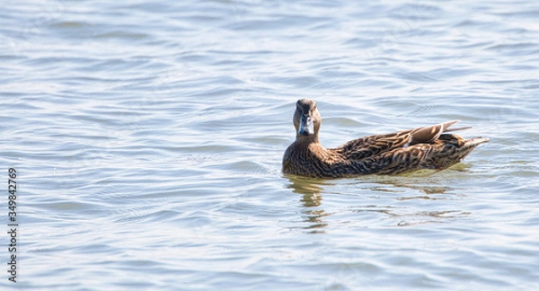 Obraz Duck on water.