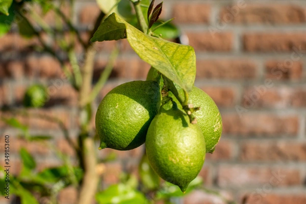 Fototapeta Grüne Zitronen
