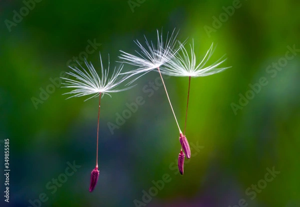 Obraz nasiona dmuchawca na wietrze