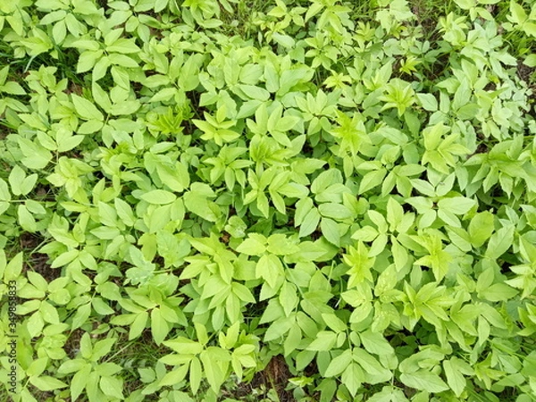 Obraz green leaves background