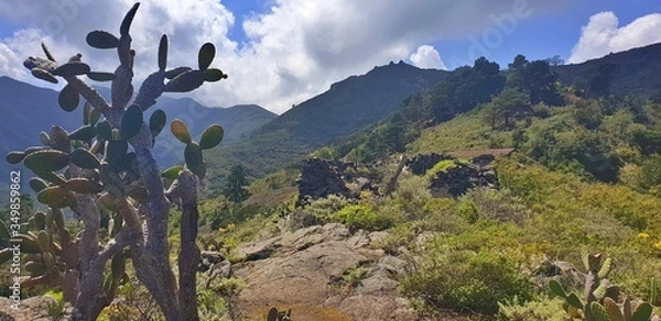 Fototapeta Cloudy mountains with cactus