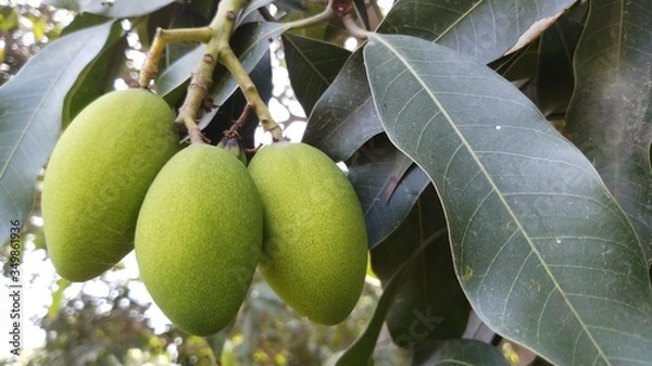 Fototapeta Close up green mango fruits hanging on tree branch