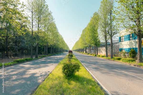 Fototapeta 新緑の郊外の大通りの樹木