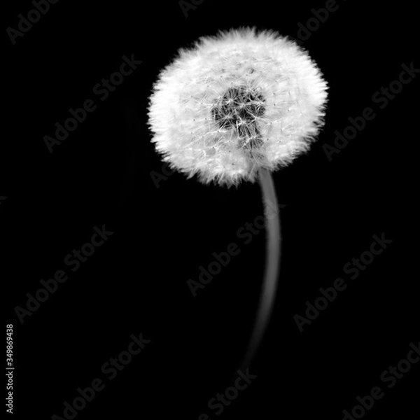 Obraz dandelion on black background