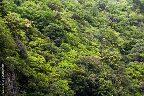 Obraz 長門峡の新緑