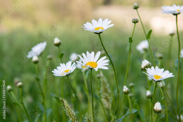 Obraz daisies in the grass