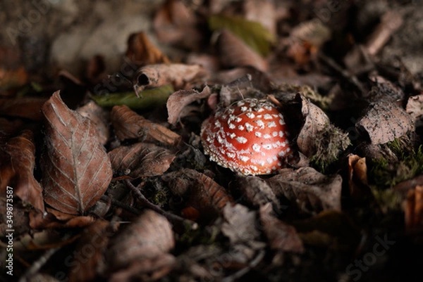 Fototapeta red cap white spotted mushroom on bed of leaves