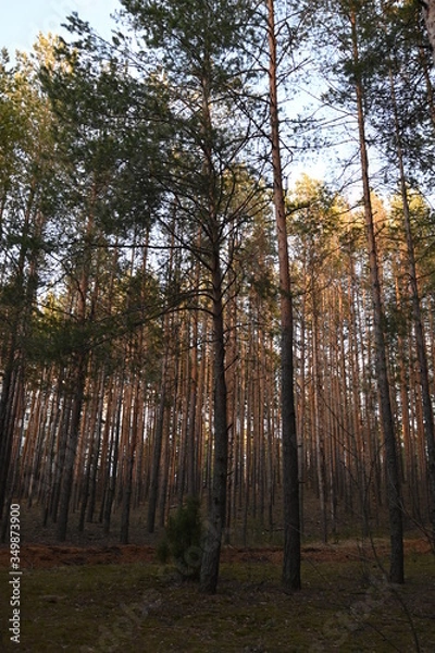 Fototapeta Pine trees in the forest