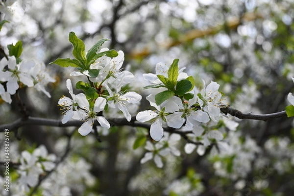 Fototapeta Apple trees
