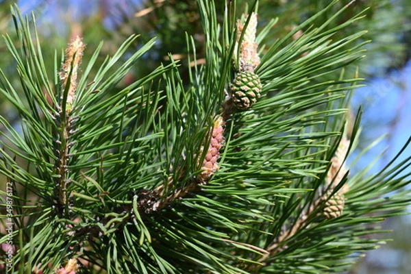 Fototapeta Pine trees in the forest