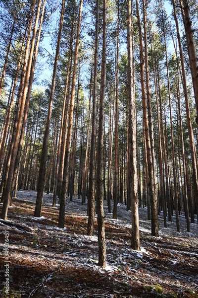 Obraz Winter forest