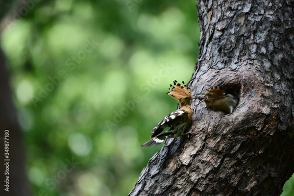 Obraz Hoopoe feeding chicks
