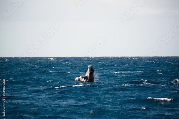 Fototapeta Baby Juvenile humpback whale spy hopping, breaching above water, Maui, Hawaii