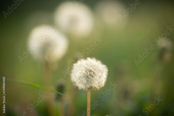 Fototapeta タンポポの綿毛