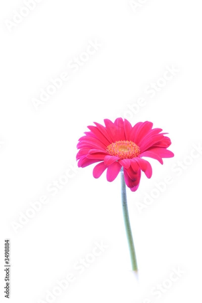 Fototapeta pink gerbera