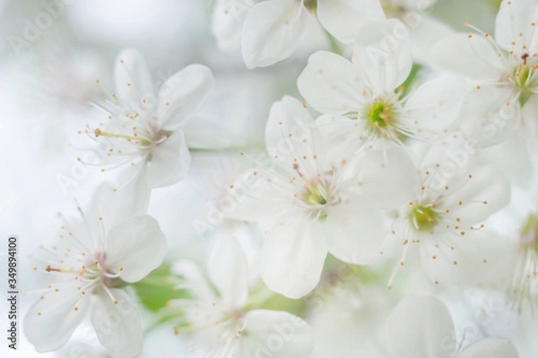 Fototapeta cherry blossom macro as background