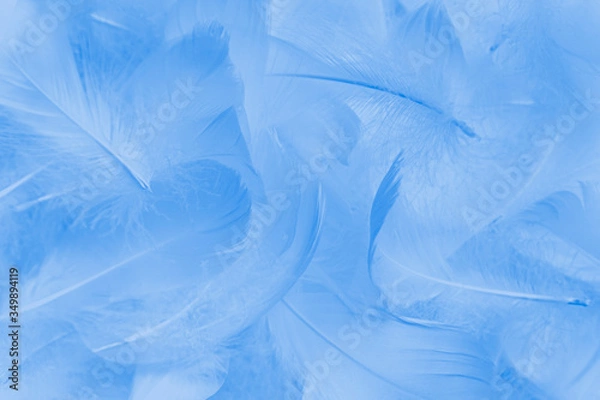 Fototapeta blue feathers background. soft fluffy feather