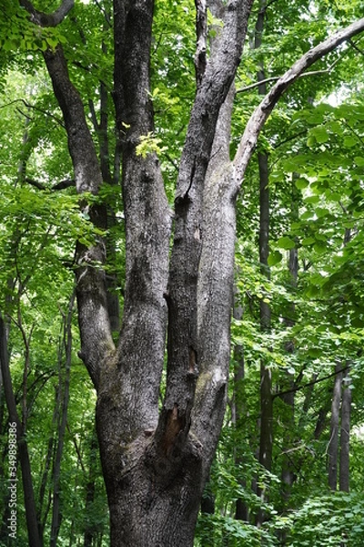 Fototapeta Old forest trees !!