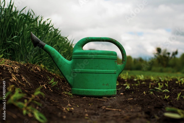 Fototapeta green watering can on the field with green seedlings and wheat