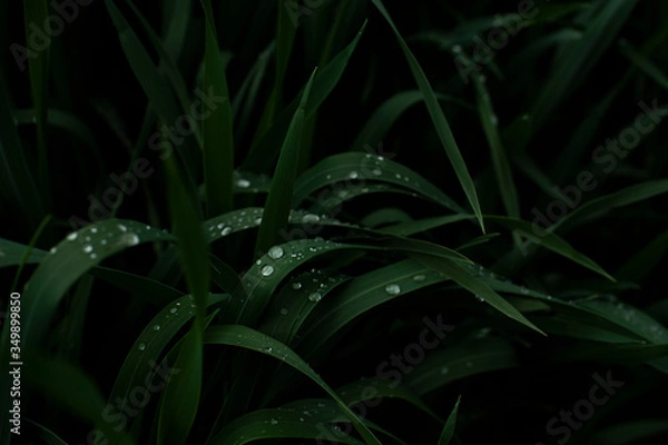 Obraz transparent water drops on dark green grass photographed close up 