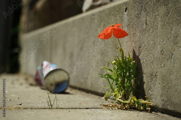Fototapeta Mohnblume am Wegesrand