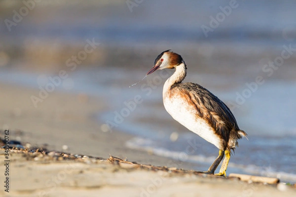 Fototapeta Great crested grebe walking on the seashore