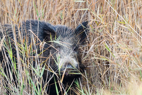 Fototapeta Wild boar hiding in the reeds